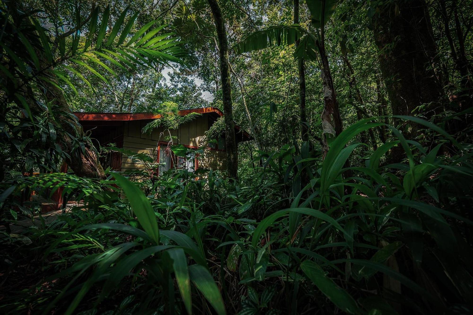 Jaguarundi Jungle Lodge - Monteverde Exteriér fotografie