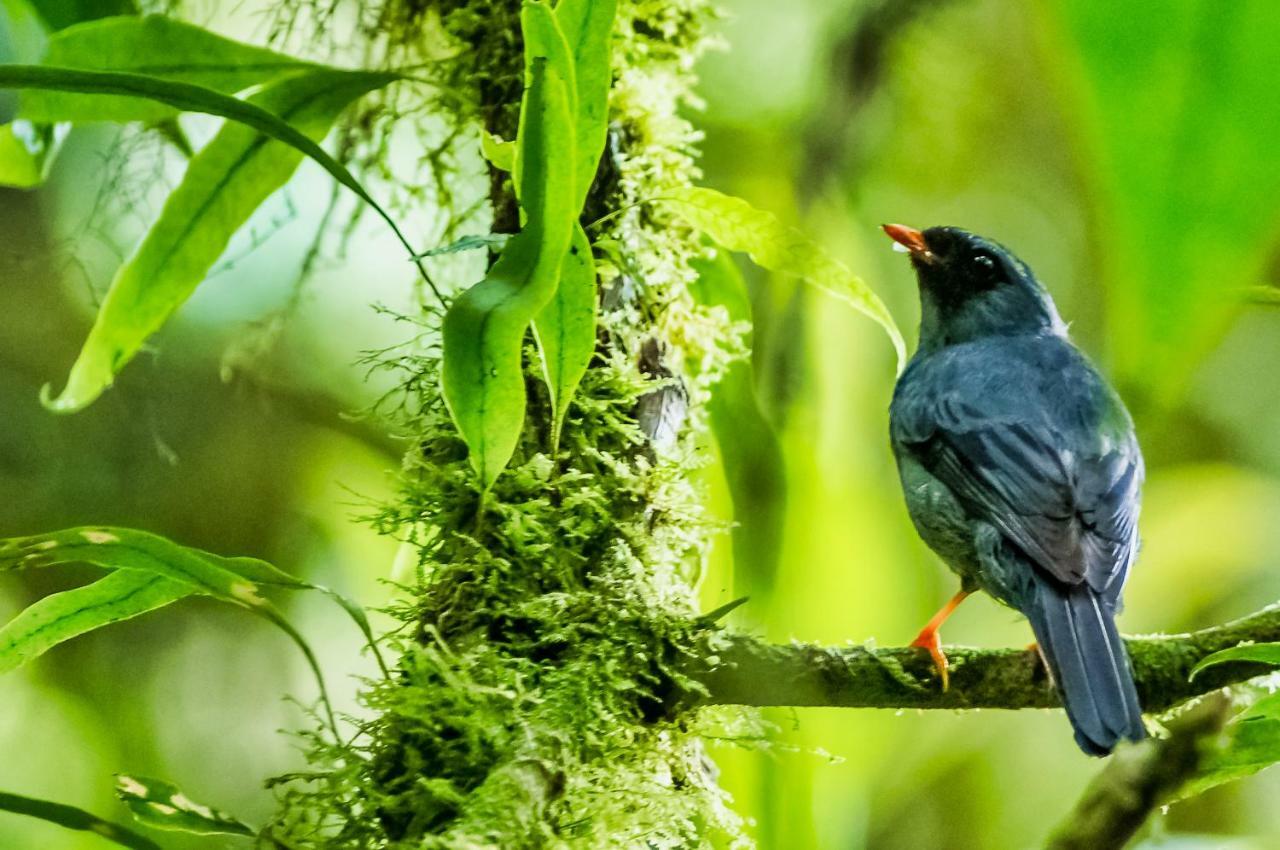 Jaguarundi Jungle Lodge - Monteverde Exteriér fotografie